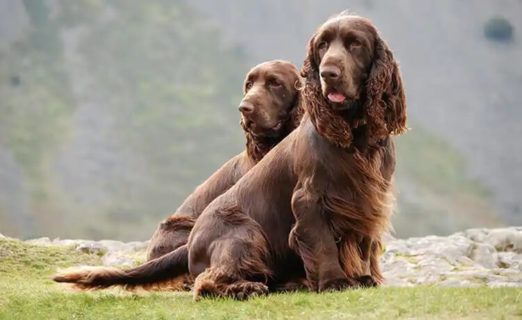  Field Spaniel